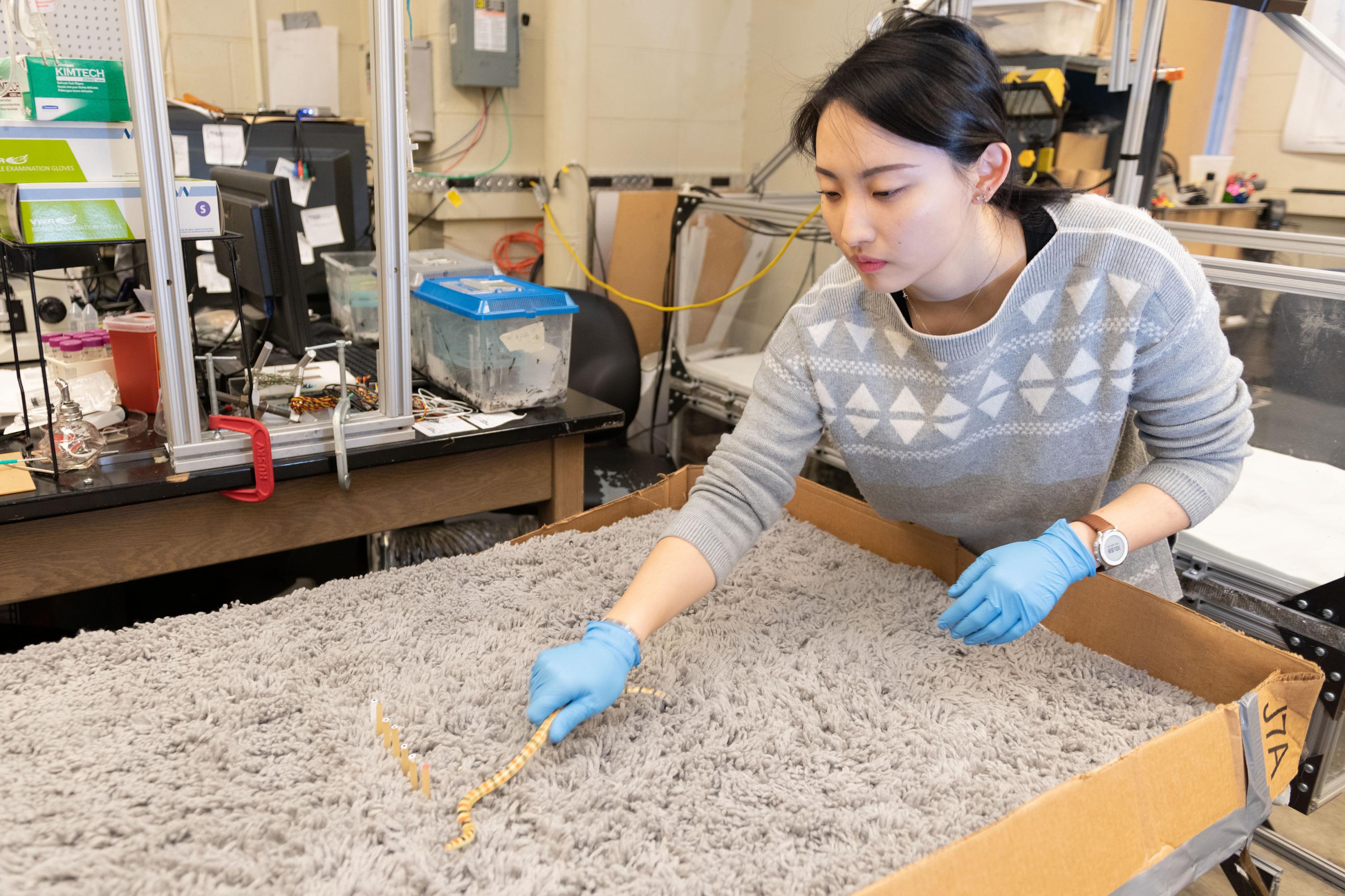 Georgia Tech undergraduate student Lillian Chen demonstrates how she and colleague Alex Hubbard studied snakes as they moved through an arena covered with shag carpet to mimic sand. (Photo: Allison Carter, Georgia Tech)