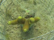 Corallivorous gastropod (Coralliophila violacea) feeding on a Porites cylindrica coral. (Credit: Cody Clements, Georgia Tech)