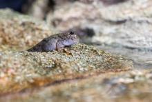 Researchers studied the motion of mudskippers to understand how early terrestrial animals might have moved about on mud and sand, including sandy slopes. This animal was photographed at the Georgia Aquarium in Atlanta.  (Credit: Rob Felt, Georgia Tech)