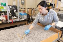 Georgia Tech undergraduate student Lillian Chen demonstrates how she and colleague Alex Hubbard studied snakes as they moved through an arena covered with shag carpet to mimic sand. (Photo: Allison Carter, Georgia Tech)